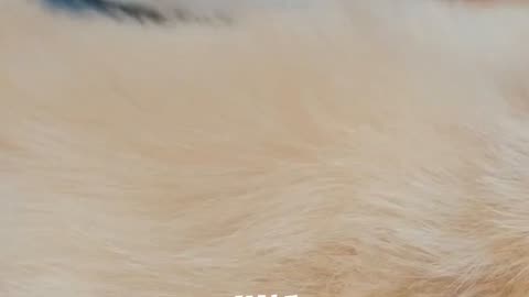 Guia de cepillado para gatos