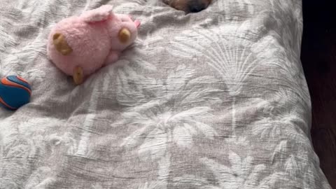 BERKELEY Tired 