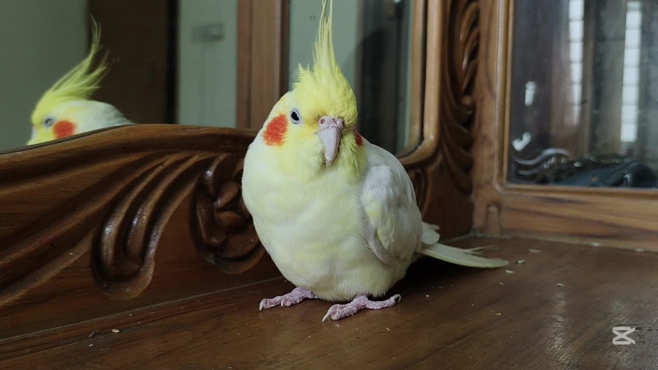 7 Deadly Mistake That Every Bird Owner makes.
