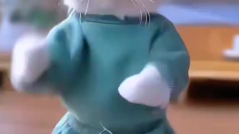 Dancing 🐈 funny cat