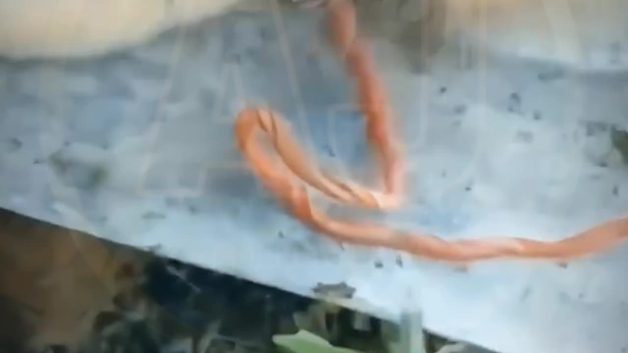 Funny video