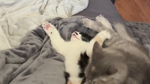 😴🐶 Too Sleepy to Fight! | FunFM
