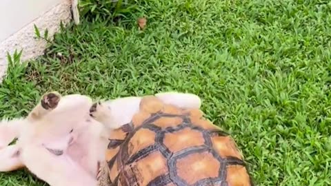 Muaythai Match Between Our Dog and Turtle