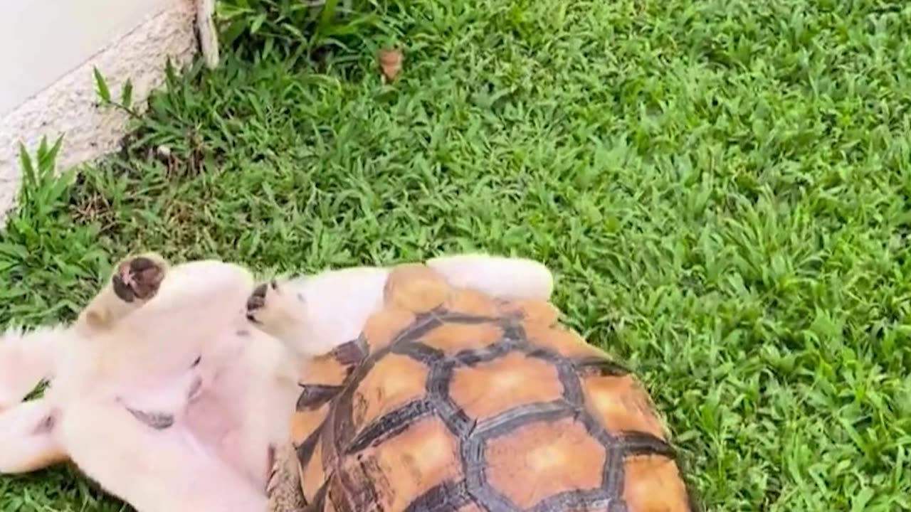 Muaythai Match Between Our Dog and Turtle