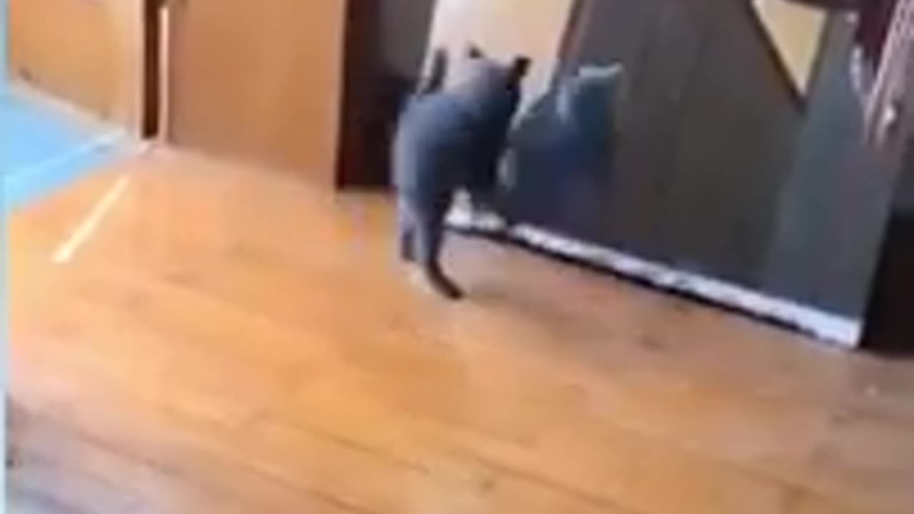 Cute cat and the mirror