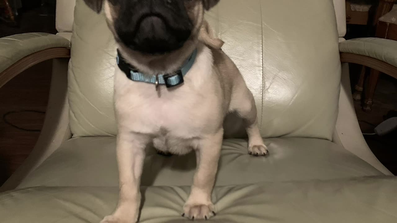 My Pug Togo!