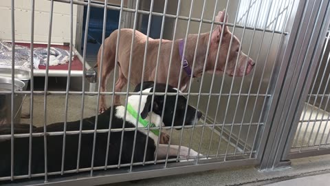 Nala-tan-drinkingH2O 3y A818292 Bristol 1y A863539 kennel 222 harrys haven PACC shelter20250625_199