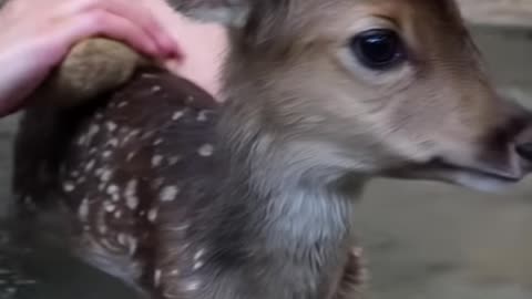 cute baby deer bathing