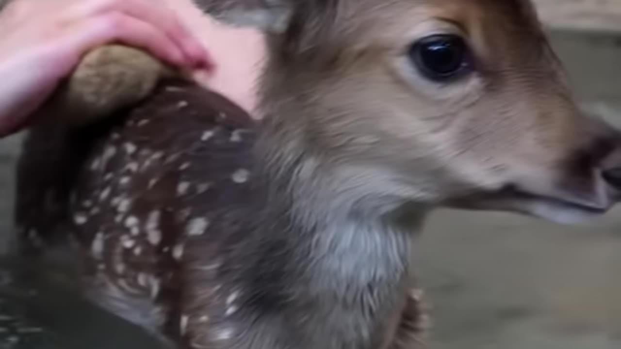 cute baby deer bathing