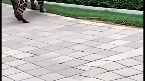 Rare Moments When a Jaguar Broke Into a House