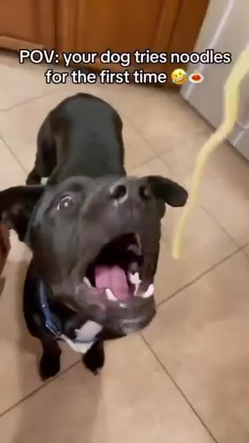 Vissa hundar kan göra saker som normala hundar inte klarar av. Men alla hundar är bra på att ÄTA!😂