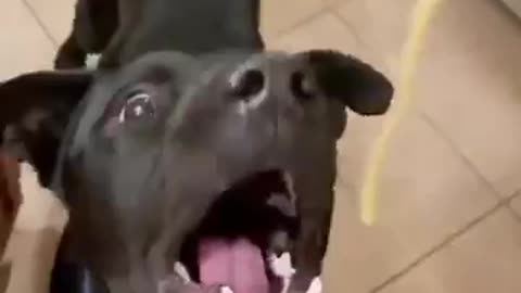 Vissa hundar kan göra saker som normala hundar inte klarar av. Men alla hundar är bra på att ÄTA!😂