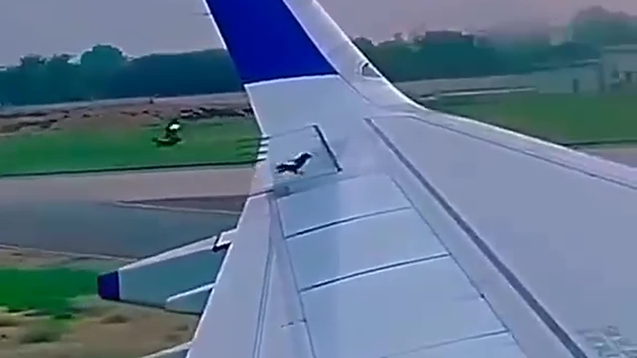 Funny brids trivaling