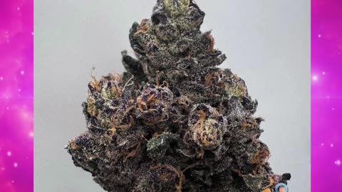 Mob Boss THCa Flower | 27% Hybrid | Citrus Earthy Floral | Focused, Talkative, Happy | Bulk #thca