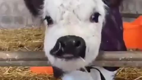 this app needs more baby cows 🐄😍