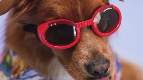 A Dog With Red Sunglasses:)