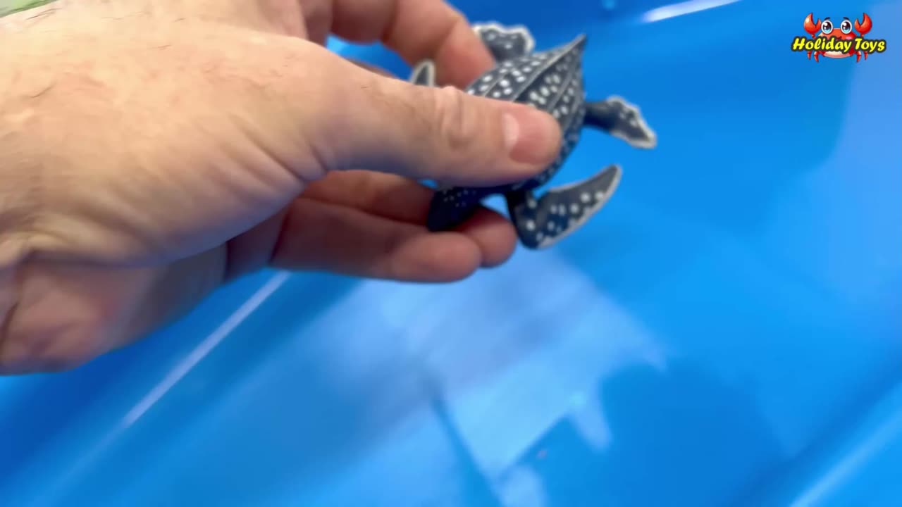 Dolphins are Afraid of Falling Off the Slide Because it is Too High
