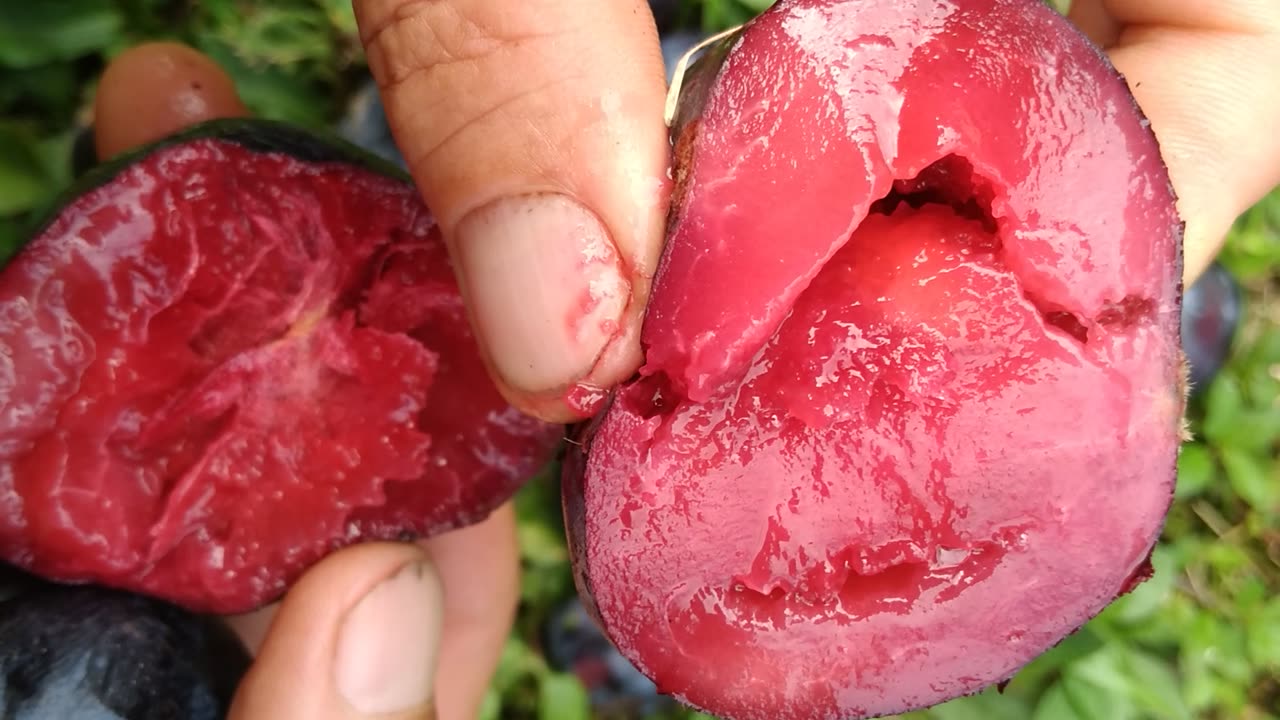 Davidson Plum