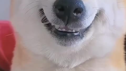 Funny Dog 🐶 # Funny video