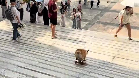 The dog plays skateboard down the stairs