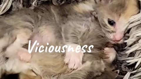 Esther and Eve Vicious