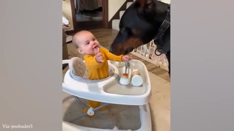 Doberman as child guardian
