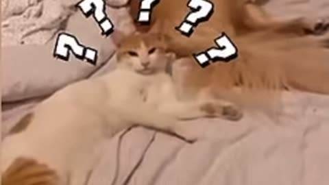 Animal funny