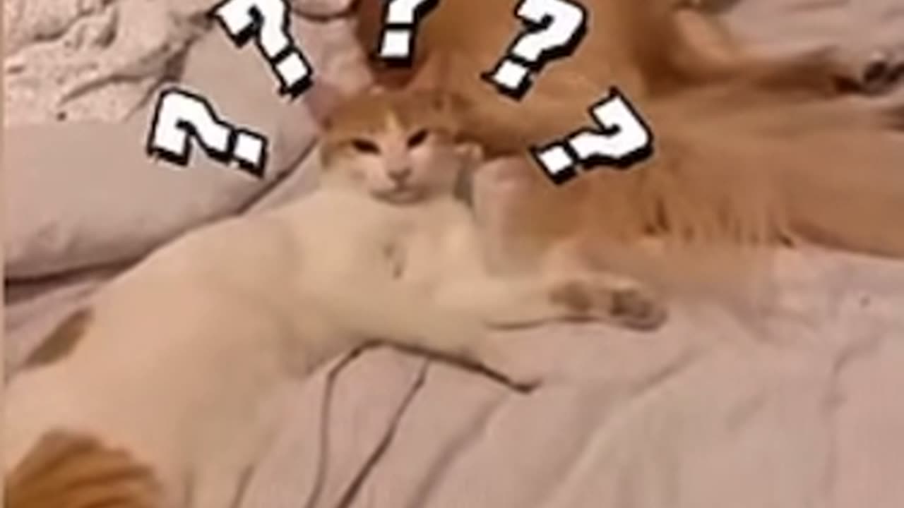 Animal funny