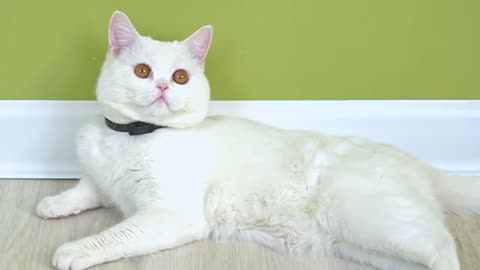 Cats Fun