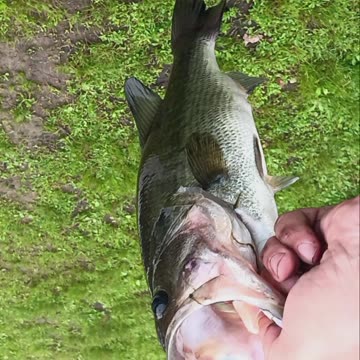 Largemouth bass