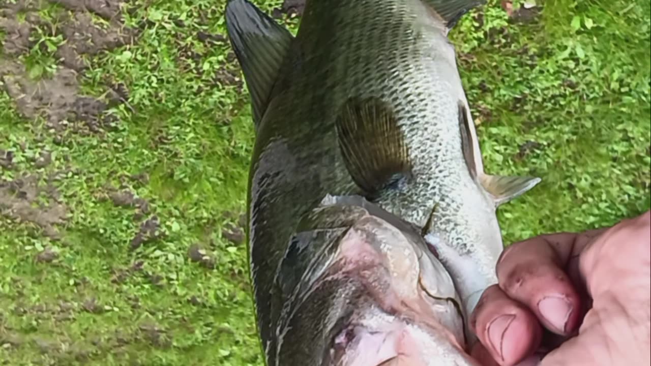 Largemouth bass