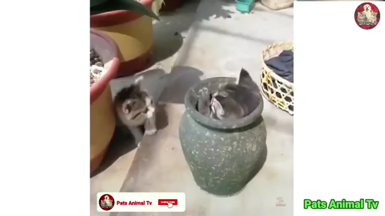 Funny cats video