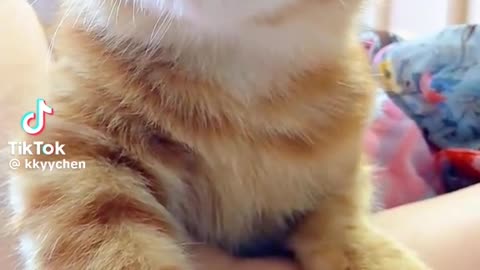 Cute cat