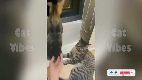 Funny Cats and Dogs