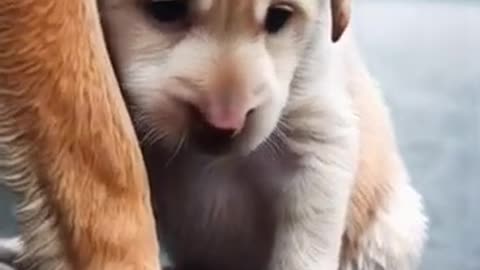 Pity the dogai cat funny dog lovecat catlike comedy [get-save.com]