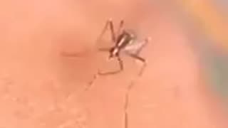 😂🦟 You Won't Believe This Hilarious Mosquito Fail! | FunFM