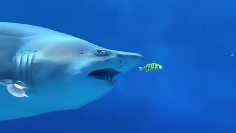 Shark core.