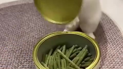 Funny rabbits