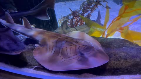 Bowmouth GuitarFish