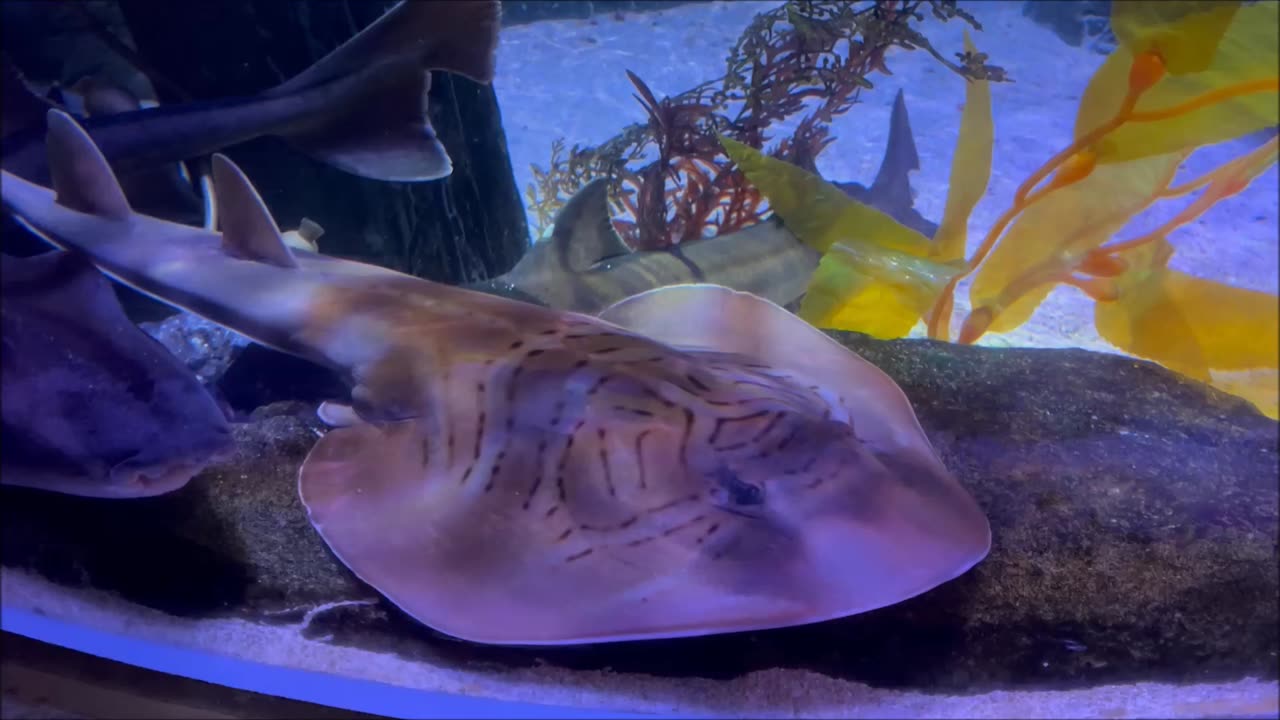 Bowmouth GuitarFish