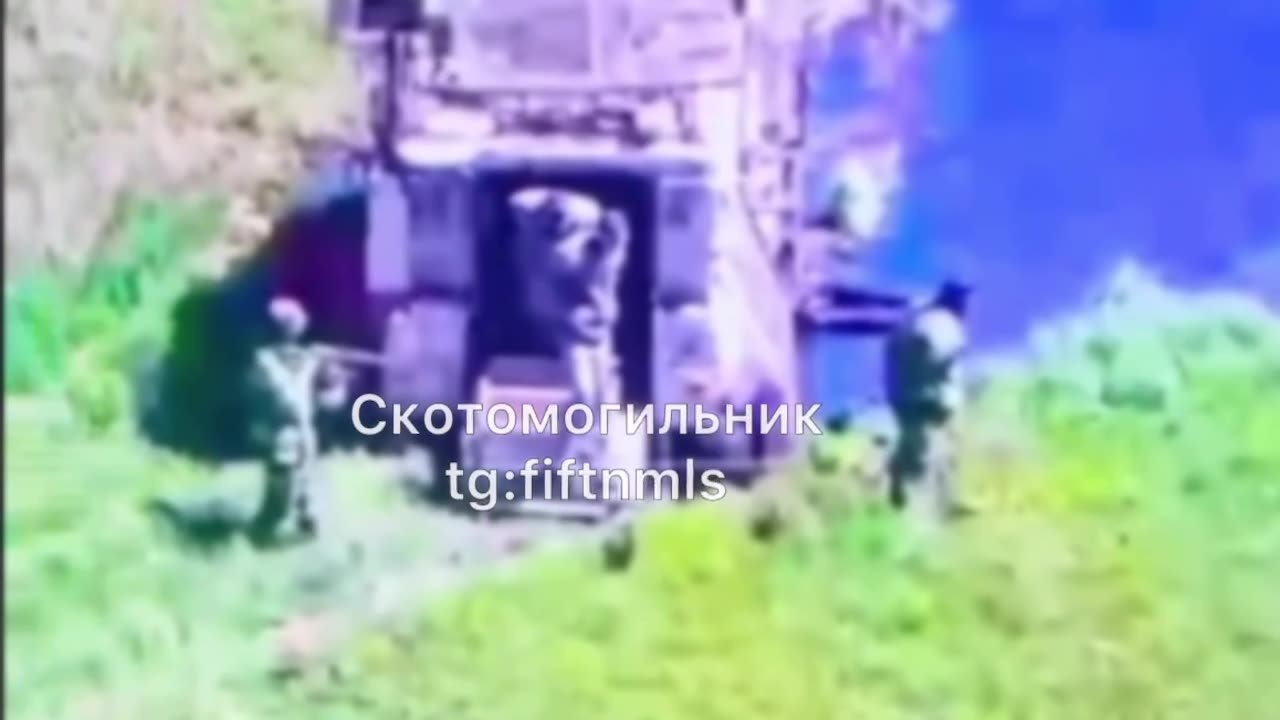 Capture of four boars from a pig shaker that landed in a puddle