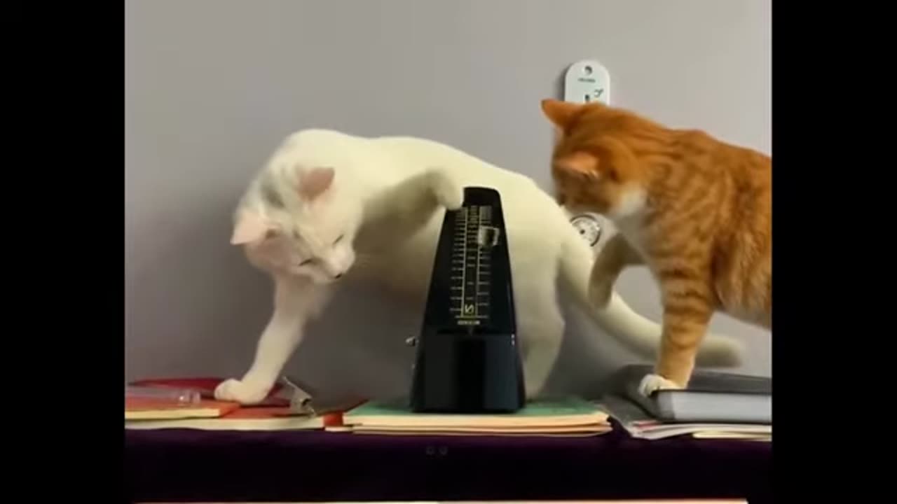 Funny Pet Fails Reaction 202XXXX