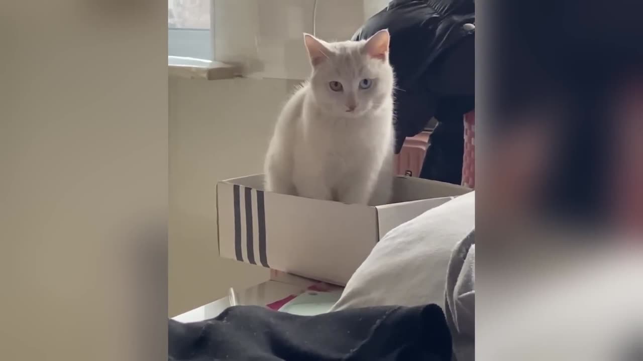 Cat Falling from Table