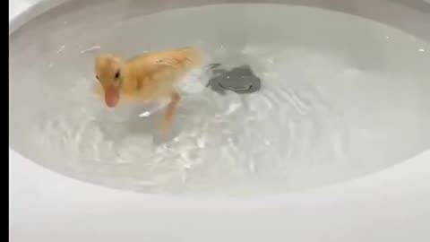 🦆💦 Duckling Enjoys a Fun Bath in a Wash Basin Pool!