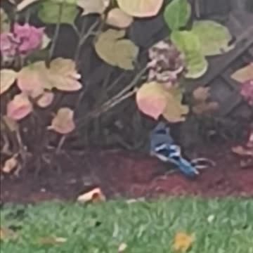 Blue jay.