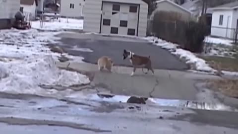 Cat fighting Dog with trust that she is a lion not just cat ..Very funny