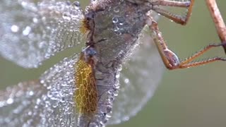 Dragon Fly