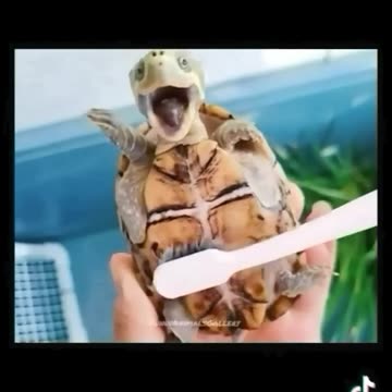 Cute and funny animals video compilation 😂😂😂 part- 2