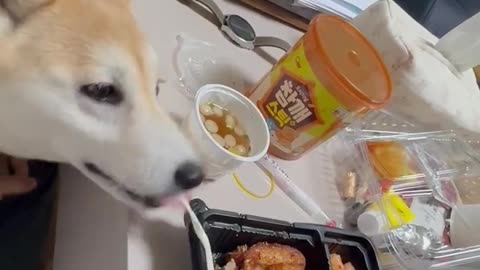 dog vs cheese! 🧀 | FunFM