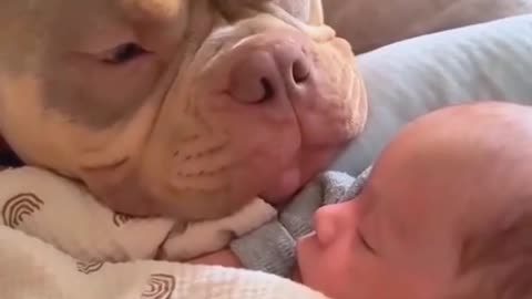 Dogs love their human siblings